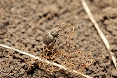 Cycloderes pilosulus