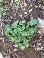 Dichondra occidentalis