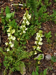 Pedicularis contorta