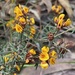 Pultenaea paleacea - Photo (c) matildaa, some rights reserved (CC BY-NC)