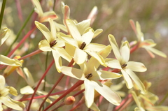 Ixia paniculata