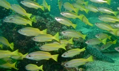 Bigeye Snapper photo 2