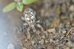 Cyphocleonus dealbatus