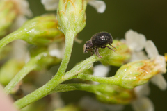 Foucartia squamulata