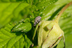 Foucartia squamulata