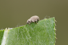 Foucartia squamulata