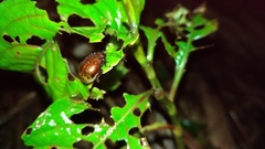 Gallerucida singularis