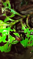 Gallerucida singularis