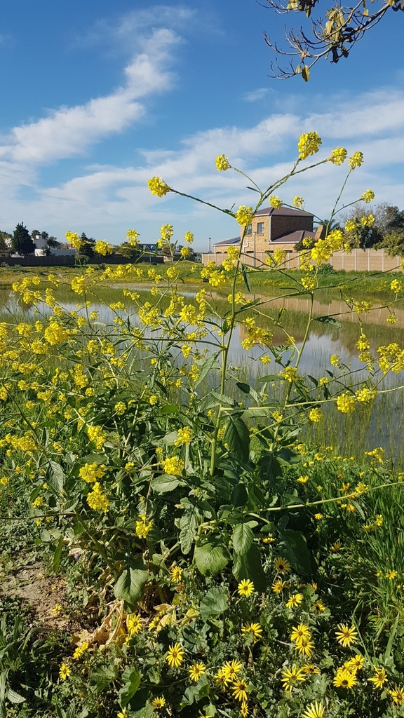 annual bastard cabbage from Parklands, Cape Town, South Africa on
