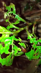 Gallerucida singularis