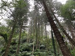 Araucariaceae