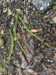 Araucariaceae