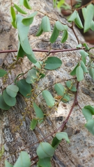 Indigofera tinctoria