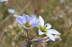 Ixia monadelpha