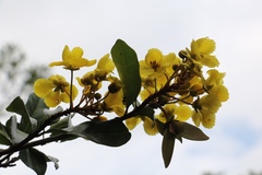 Acridocarpus natalitius