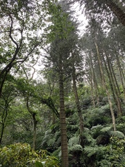 Araucariaceae