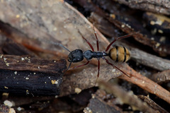 Camponotus suffusus
