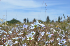 Ixia monadelpha