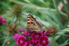Aglais caschmirensis