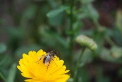 Eristalina