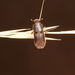 Goldenhaired Bark Beetle - Photo (c) Jacob Littlejohn, some rights reserved (CC BY-SA), uploaded by Jacob Littlejohn