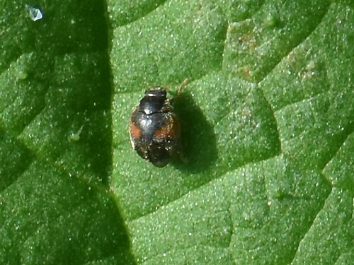 Red-flanked Scymnus, Groesbeek, Nederland, photo 8 of 10