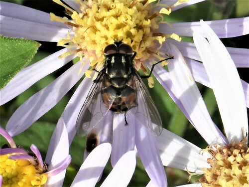 Graphomya maculata, Groesbeek, Nederland, photo 8 of 10