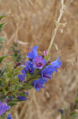 Lobostemon argenteus
