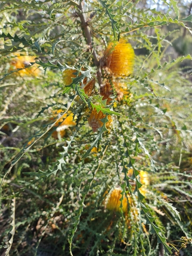 Image of Banksia nobilis by (c) Belinda Forbes, some rights reserved (CC BY)