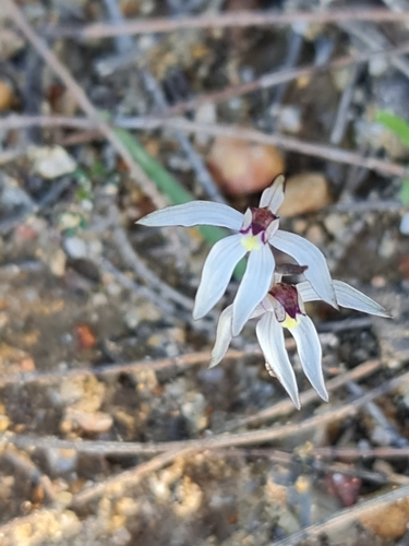 Image of Caladenia saccharata by (c) Belinda Forbes, some rights reserved (CC BY)