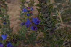 Lobostemon argenteus