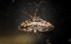 Nacoleia amphicedalis