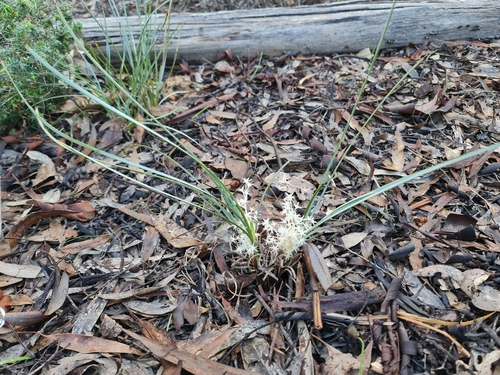 Image of Lomandra effusa by (c) Belinda Forbes, some rights reserved (CC BY)