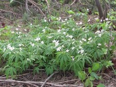 Anemonoides caerulea