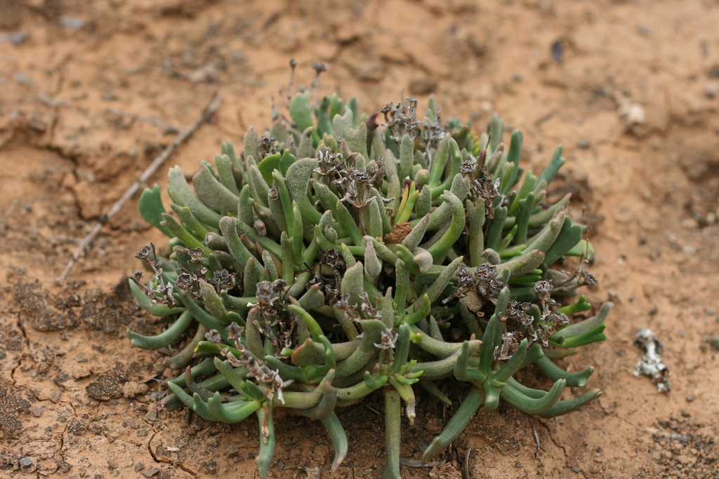 Rhombophyllum dyeri