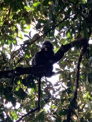 Trachypithecus obscurus