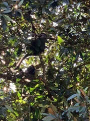 Trachypithecus obscurus