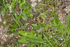 Myosotis ramosissima