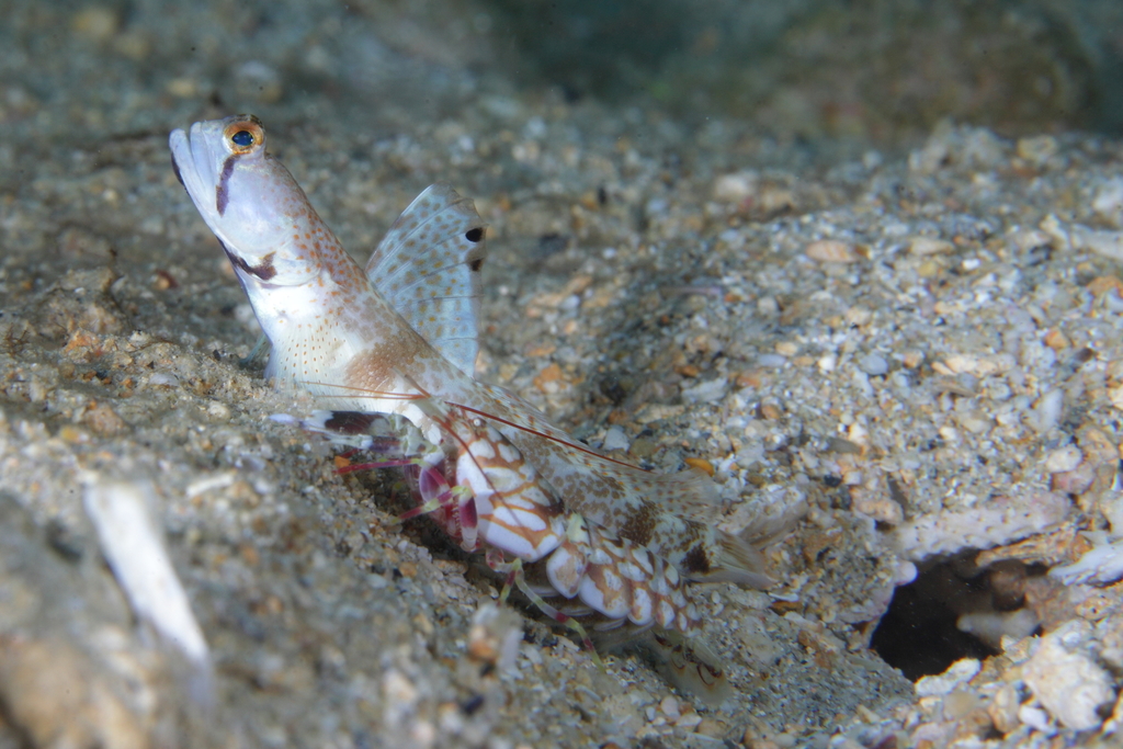 Tomiyamichthys