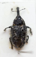 Larinus sturnus