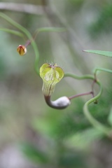 Ceropegia carnosa