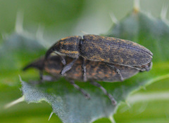 Lixus filiformis