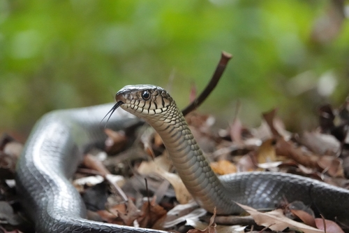 Oriental Rat Snake, photo 7 of 8