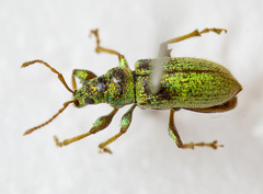 Phyllobius argentatus