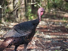 Meleagris gallopavo osceola