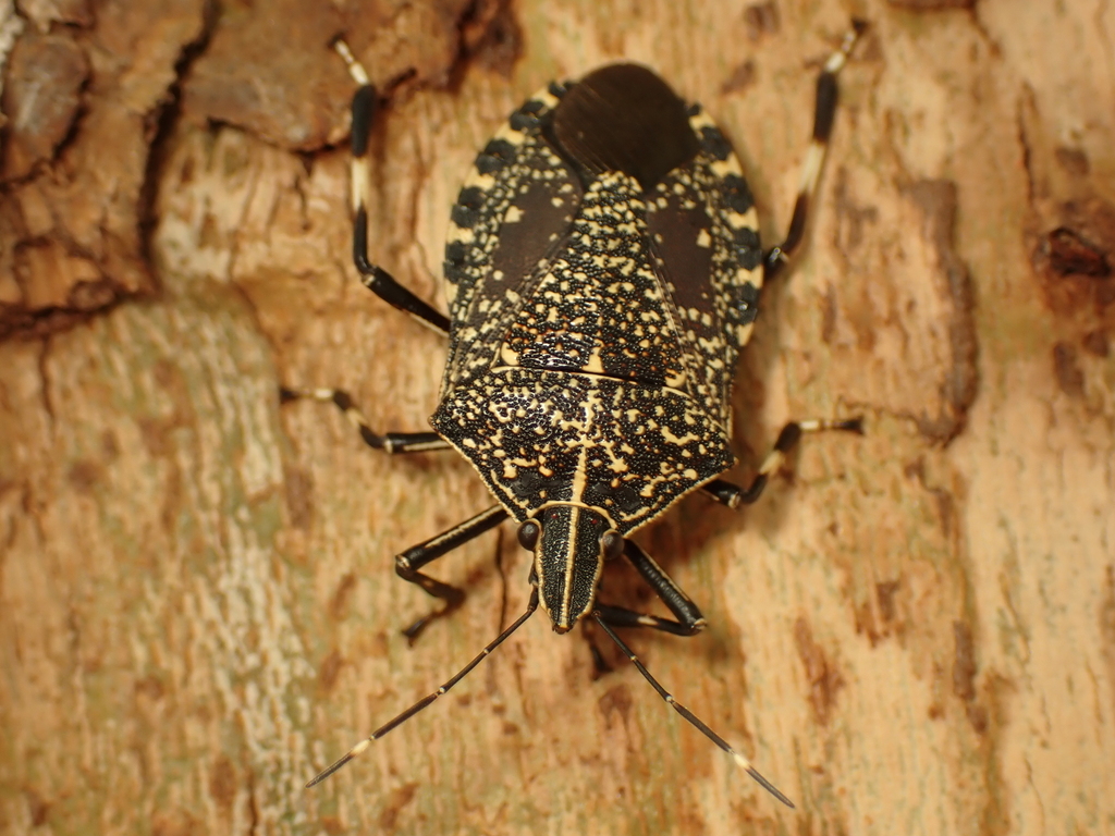 Yellow-spotted Stink Bug from 日本、兵庫県 on June 7, 2022 at 02:33 PM by へま ...