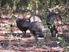 Meleagris gallopavo osceola