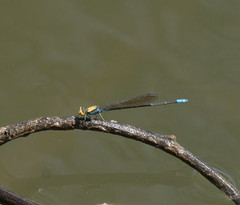 Pseudagrion aureofrons
