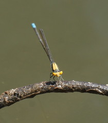 Pseudagrion aureofrons