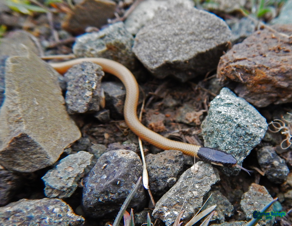 Dark-Headed Dwarf Racer